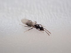 Technomyrmex albipes