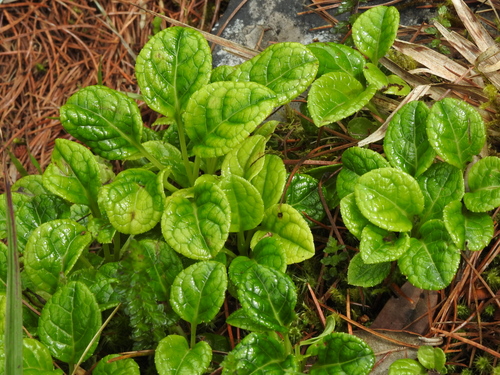 Image of Pyrola morrisonensis by (c) Jacy Chen, some rights reserved (CC BY)