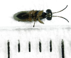 Anteon caledonianum