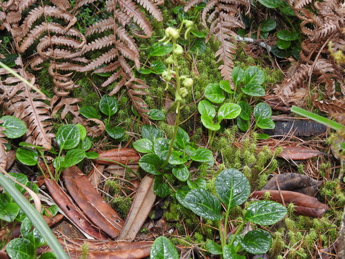 Image of Pyrola morrisonensis by (c) Jacy Chen, some rights reserved (CC BY)