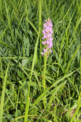 Gymnadenia densiflora