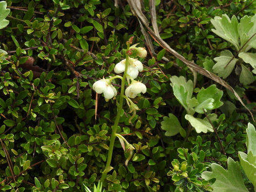 Image of Pyrola morrisonensis by (c) Jacy Chen, some rights reserved (CC BY)