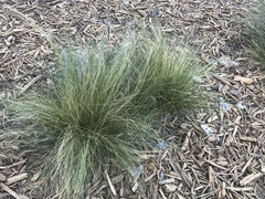 Nassella tenuissima