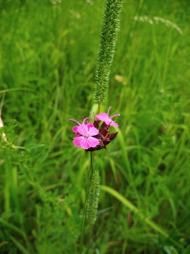 klinček Pontederov (Dianthus giganteiformis pontederae)