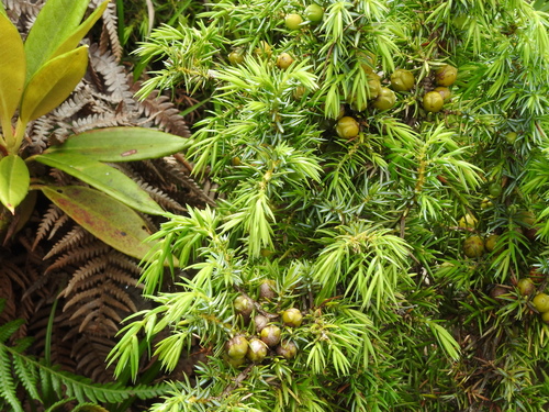 Image of Juniperus formosana by (c) Jacy Chen, some rights reserved (CC BY)