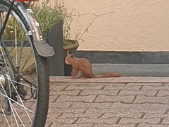Sciurus vulgaris