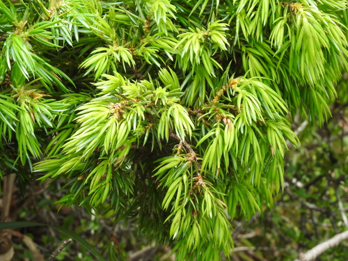 Image of Juniperus formosana by (c) Jacy Chen, some rights reserved (CC BY)