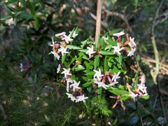 Alyxia ruscifolia ruscifolia