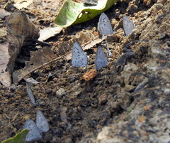Lycaenopsina