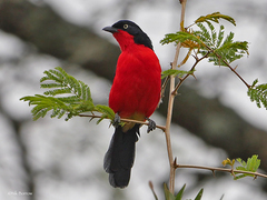 Laniarius erythrogaster