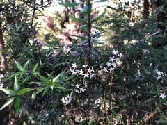 Alyxia ruscifolia ruscifolia