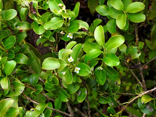 Ilex sugerokii, photograph 1