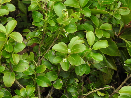 Ilex sugerokii, photograph 2