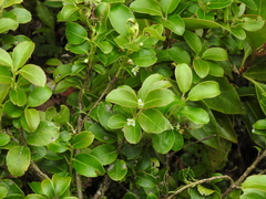 (c) Jacy Chen, some rights reserved (CC BY) Ilex sugerokii, photograph (c) Jacy Chen, some rights reserved (CC BY)
