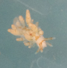 Eubranchus rustyus