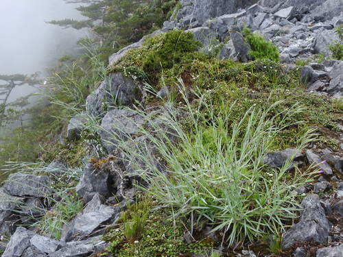 Dianthus seisuimontanus, photograph 3