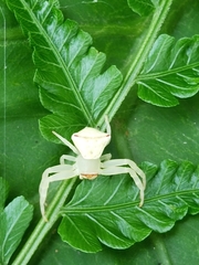 Thomisus okinawensis