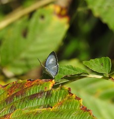 Lycaenopsina