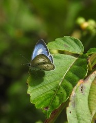 Lycaenopsina