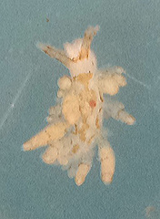 Eubranchus rustyus