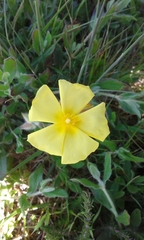 Cistus lasianthus alyssoides