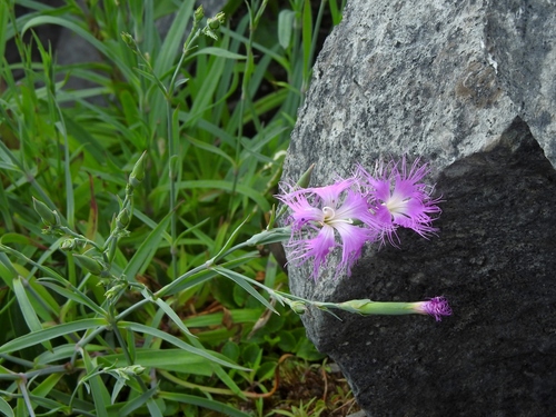 Dianthus seisuimontanus, photograph 6
