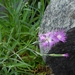 Dianthus seisuimontanus - Photo (c) Jacy Chen, some rights reserved (CC BY), uploaded by Jacy Chen