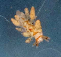 Eubranchus rustyus
