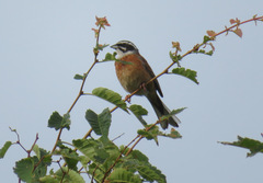Emberiza cioides