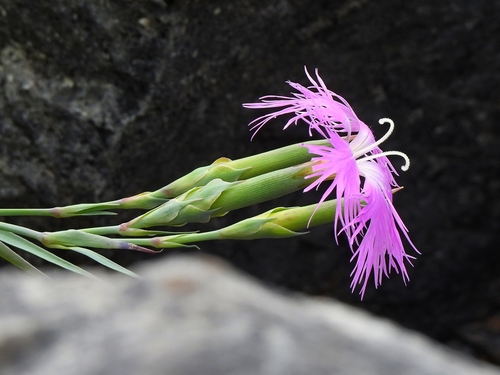 Dianthus seisuimontanus, photograph 2