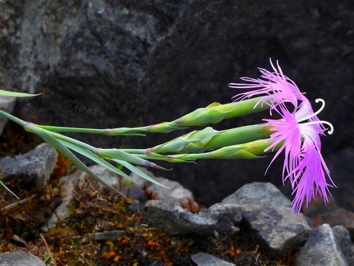 Dianthus seisuimontanus