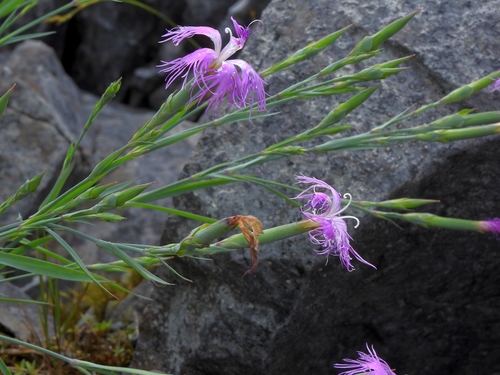 Dianthus seisuimontanus, photograph 1