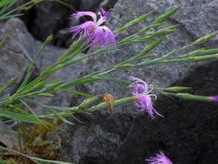 Dianthus seisuimontanus, photograph Jacy Chen, CC BY, iNaturalist via GBIF