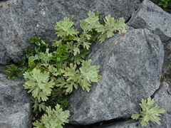 Chrysanthemum morii, photograph (c) Jacy Chen, some rights reserved (CC BY)