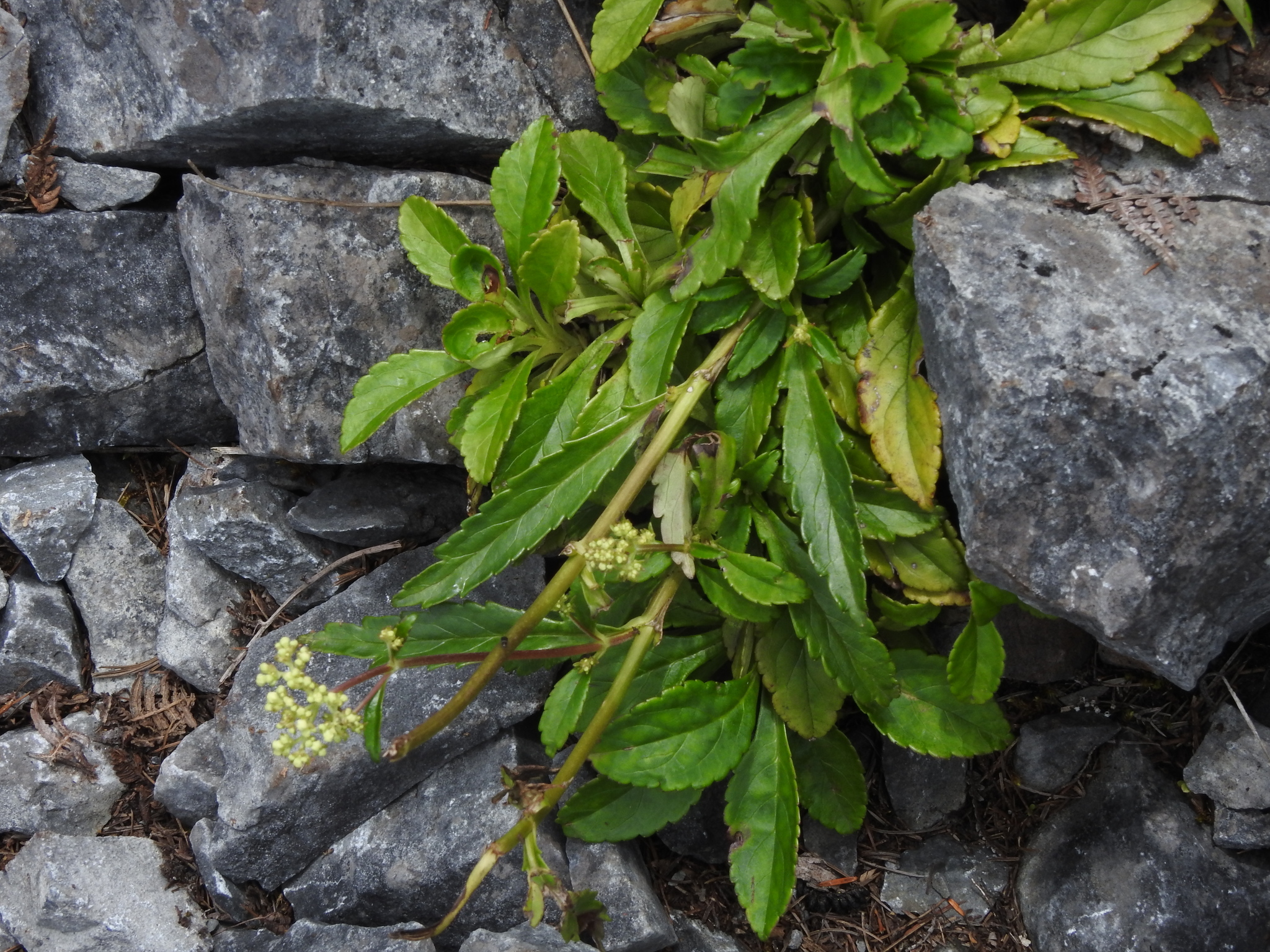 Patrinia glabrifolia