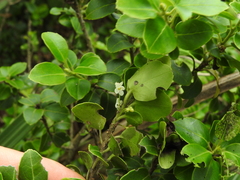 Ilex sugerokii