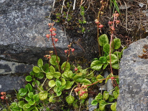Image of Pyrola morrisonensis by (c) Jacy Chen, some rights reserved (CC BY)