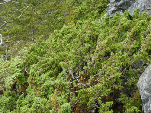 Tsukusien Juniper (Juniperus tsukusiensis)