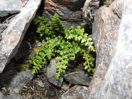 Asplenium exiguum, photograph 3