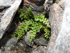 Asplenium exiguum, photograph (c) Jacy Chen, some rights reserved (CC BY)