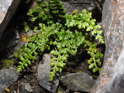Asplenium exiguum, photograph 2
