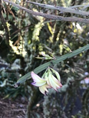 Carmichaelia williamsii