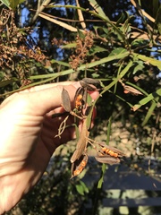 Carmichaelia williamsii