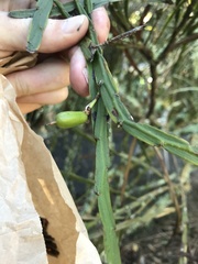 Carmichaelia williamsii