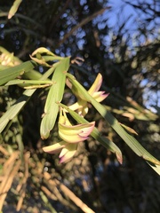 Carmichaelia williamsii