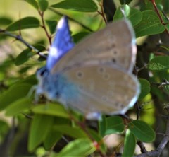 Iolana iolas