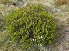 Veronica masoniae