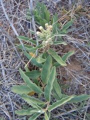 Asclepias emoryi