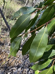 Corymbia henryi