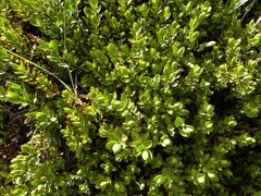 Veronica decumbens
